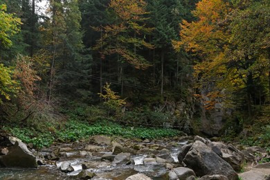 Photo of Picturesque view of beautiful stream in forest