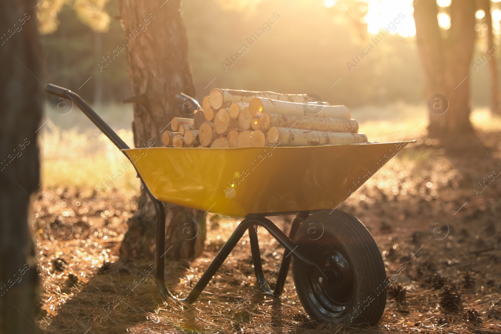 Photo of Wheelbarrow with cut firewood in forest on sunny day