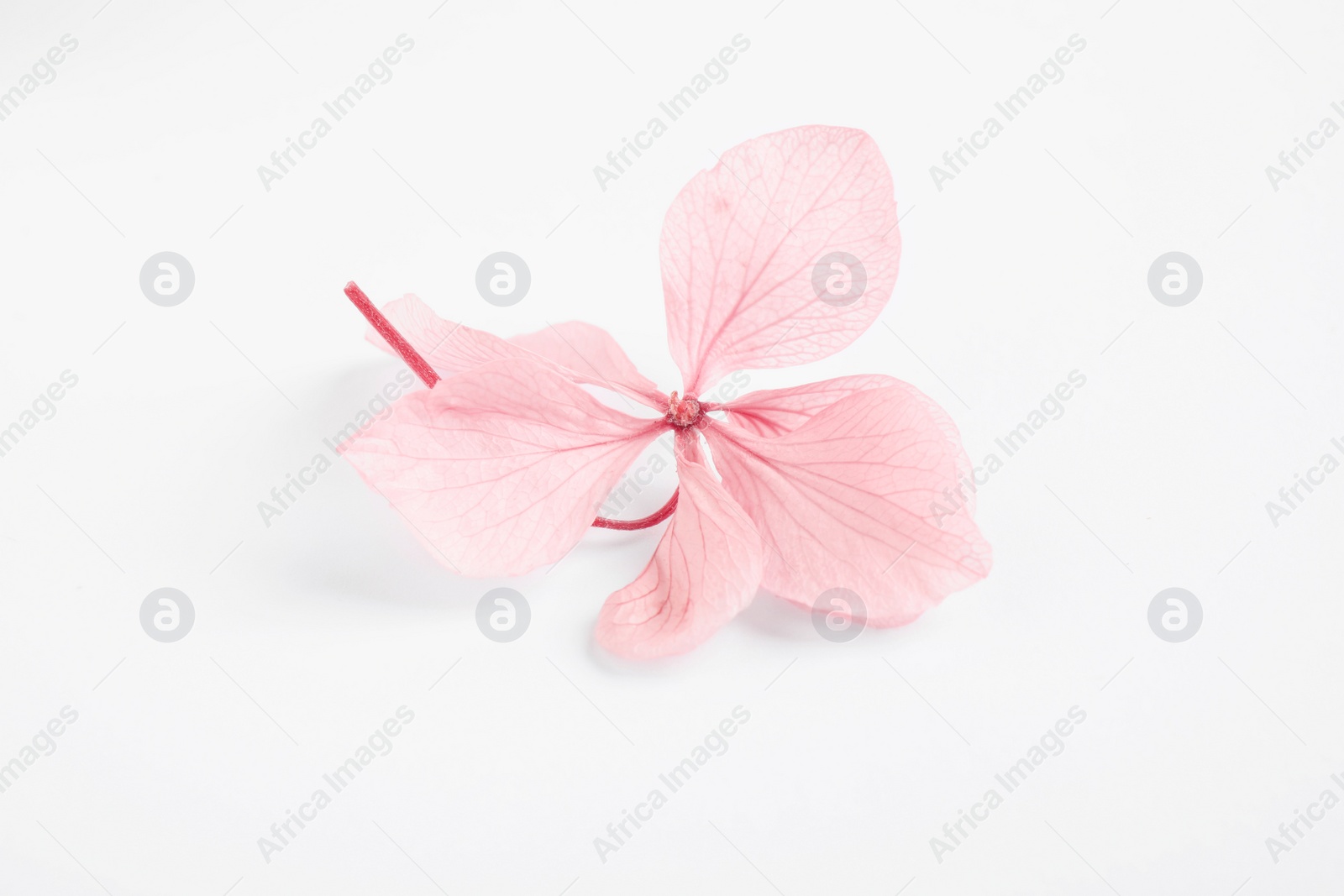 Photo of Beautiful pink hortensia flower isolated on white