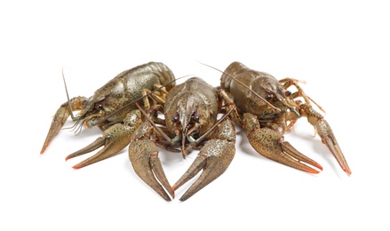 Photo of Fresh raw crayfishes isolated on white. Healthy seafood