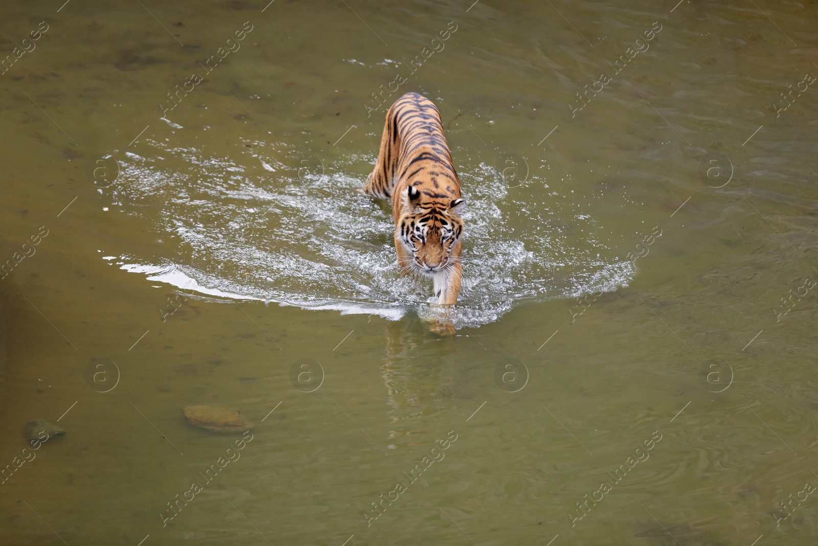 Photo of Beautiful Bengal tiger in pond at zoo. Wild animal