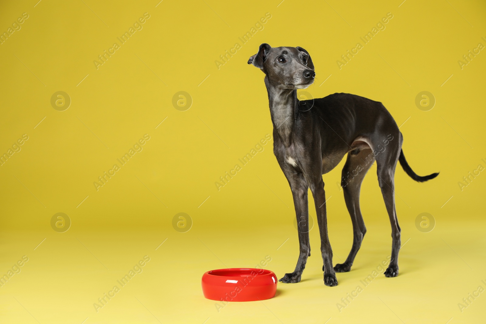 Photo of Italian Greyhound dog near feeding bowl on yellow background. Space for text