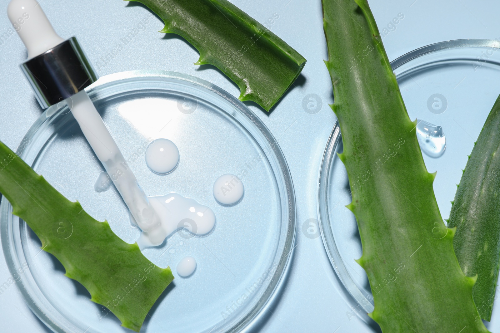 Photo of Petri dishes with cosmetic products, pipette and aloe vera leaves on light blue background, flat lay