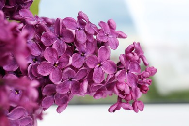 Closeup view of beautiful lilac flowers on light background