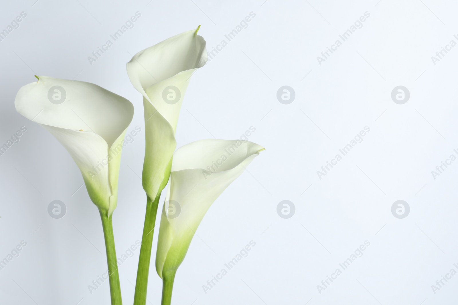 Photo of Beautiful calla lily flowers on white background. Space for text