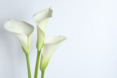 Photo of Beautiful calla lily flowers on white background. Space for text