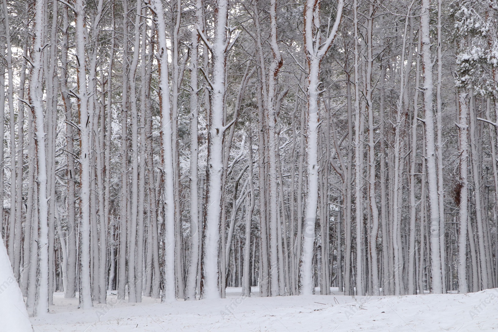 Photo of Picturesque view of beautiful forest covered with snow