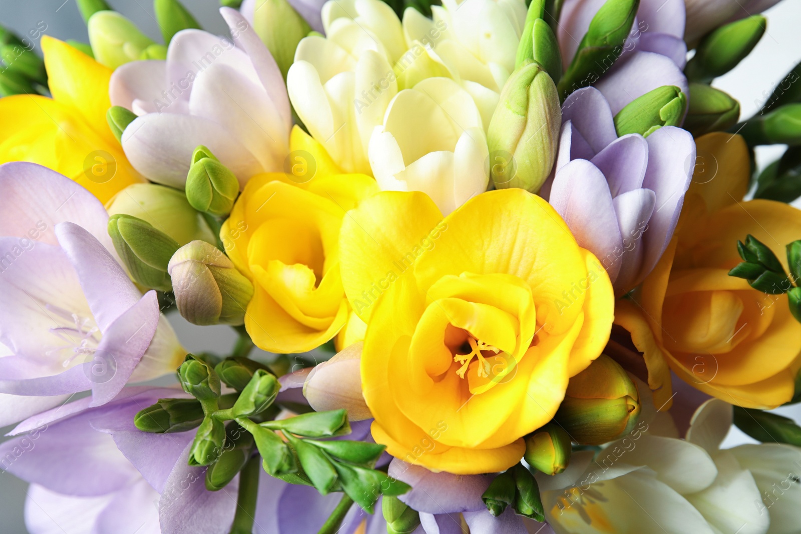 Photo of Beautiful bouquet of fresh freesia flowers as background, closeup