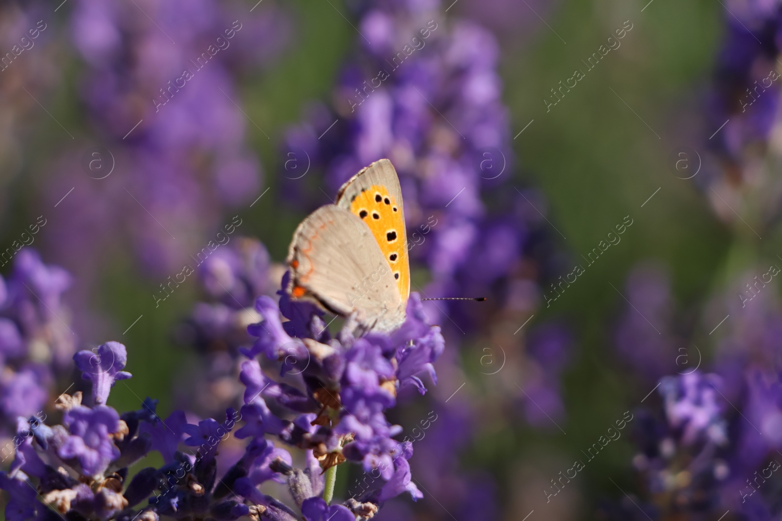 Photo of Beautiful butterfly in lavender field on sunny day, closeup