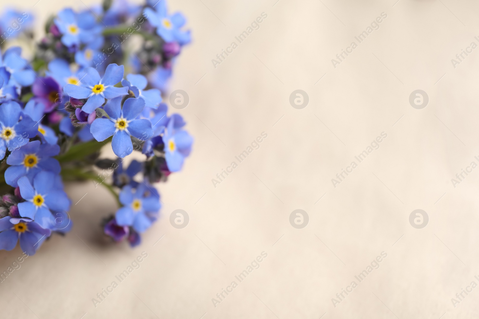 Photo of Beautiful blue forget-me-not flowers on light background, closeup. Space for text