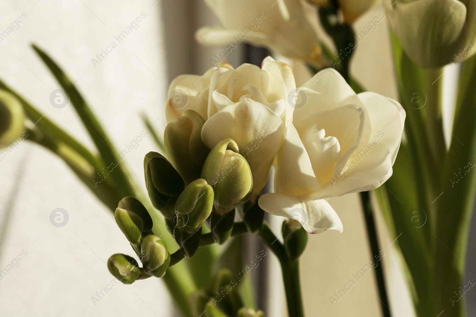 Photo of Spring is coming. White beautiful flowers, closeup