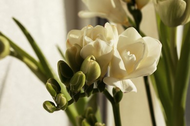 Spring is coming. White beautiful flowers, closeup