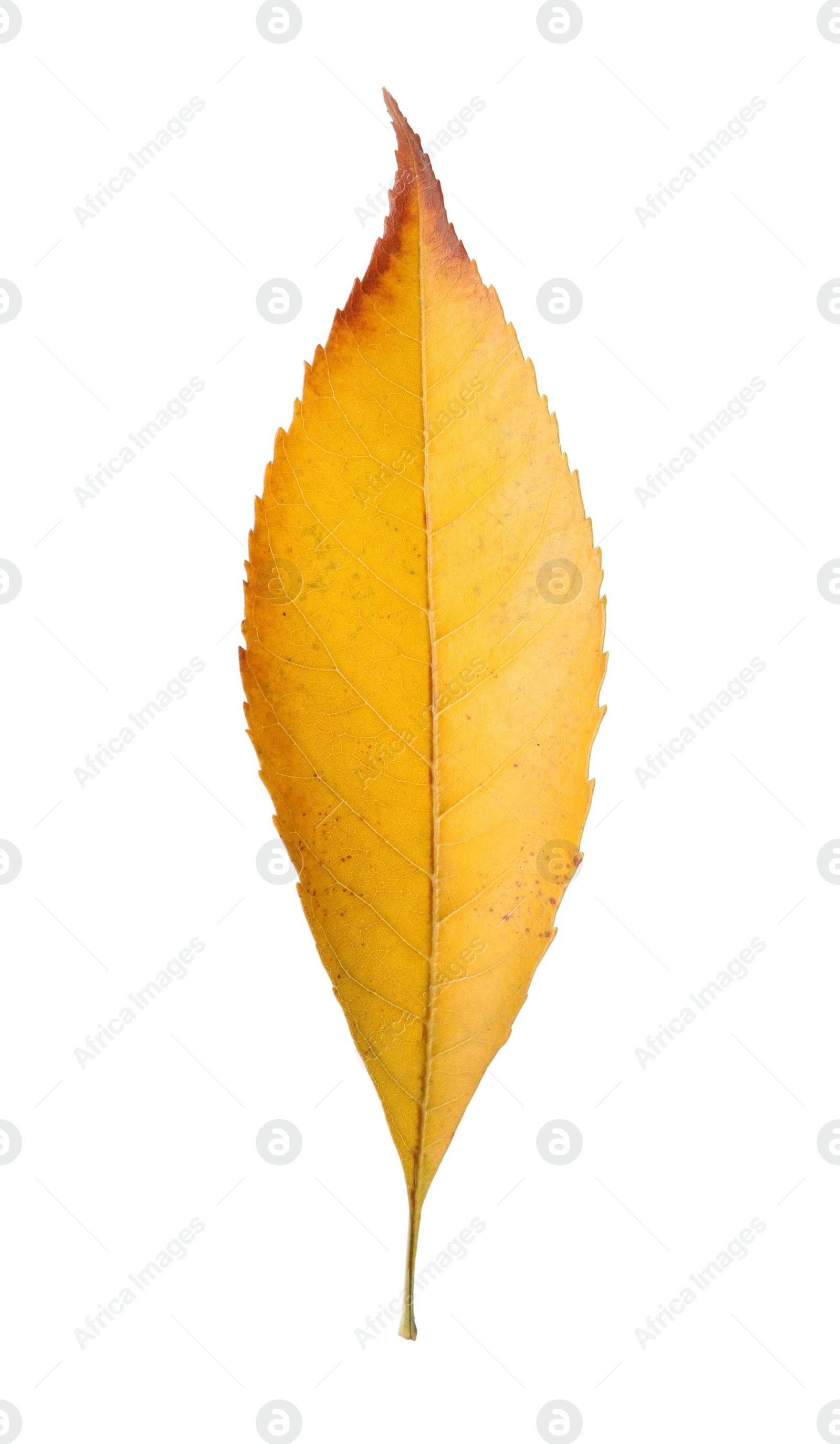 Photo of Beautiful leaf isolated on white. Autumn season