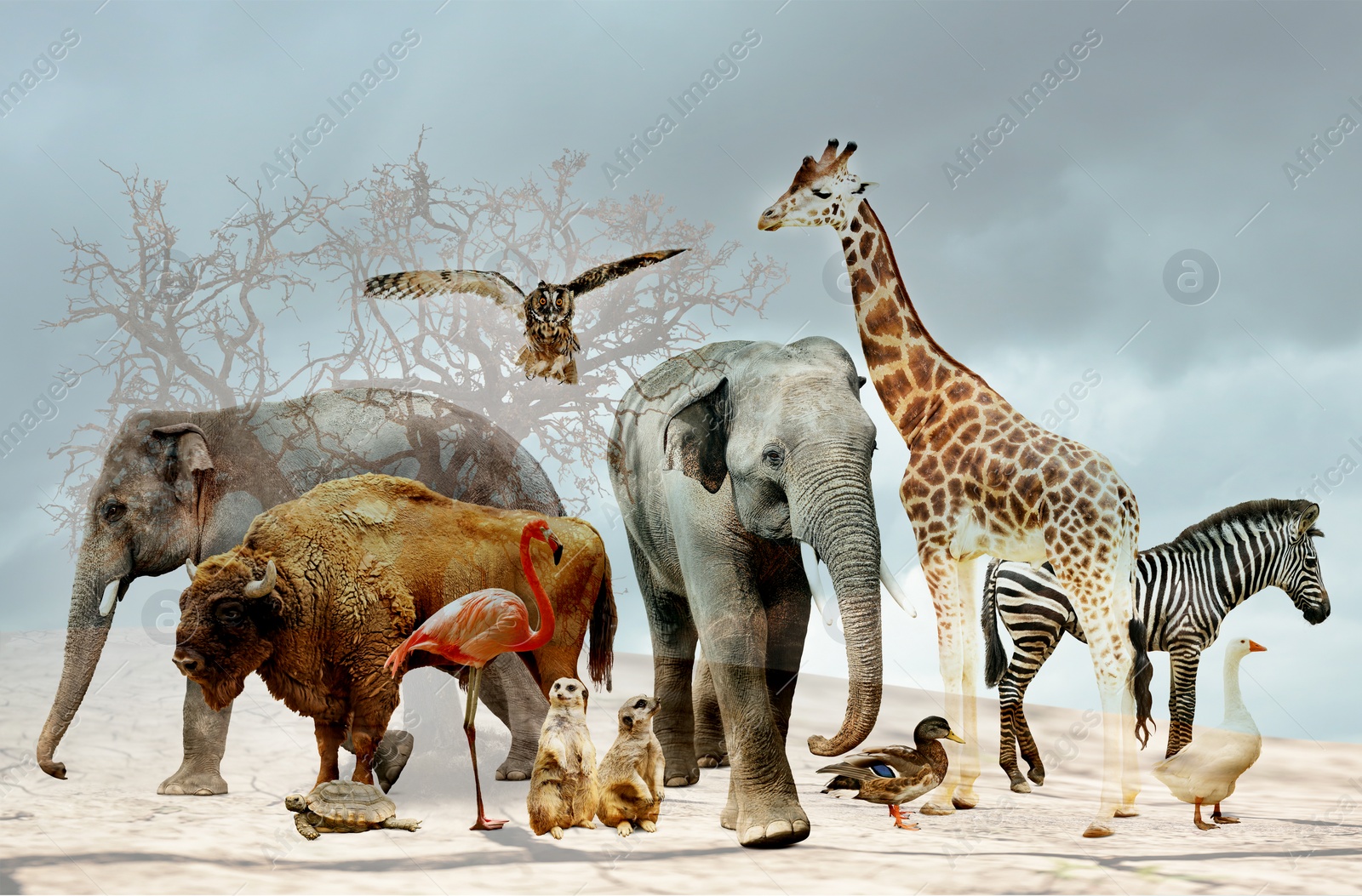 Image of Double exposure of different animals and dry tree among parched soil. Global warming, climate change