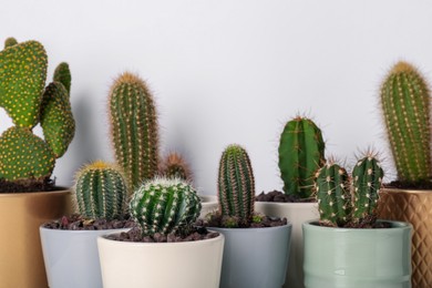 Photo of Different cacti in pots on white background