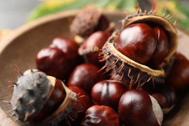 Horse chestnuts in wooden bowl, closeup view