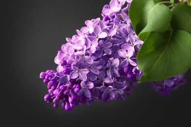 Beautiful blossoming lilac on dark background. Spring flowers