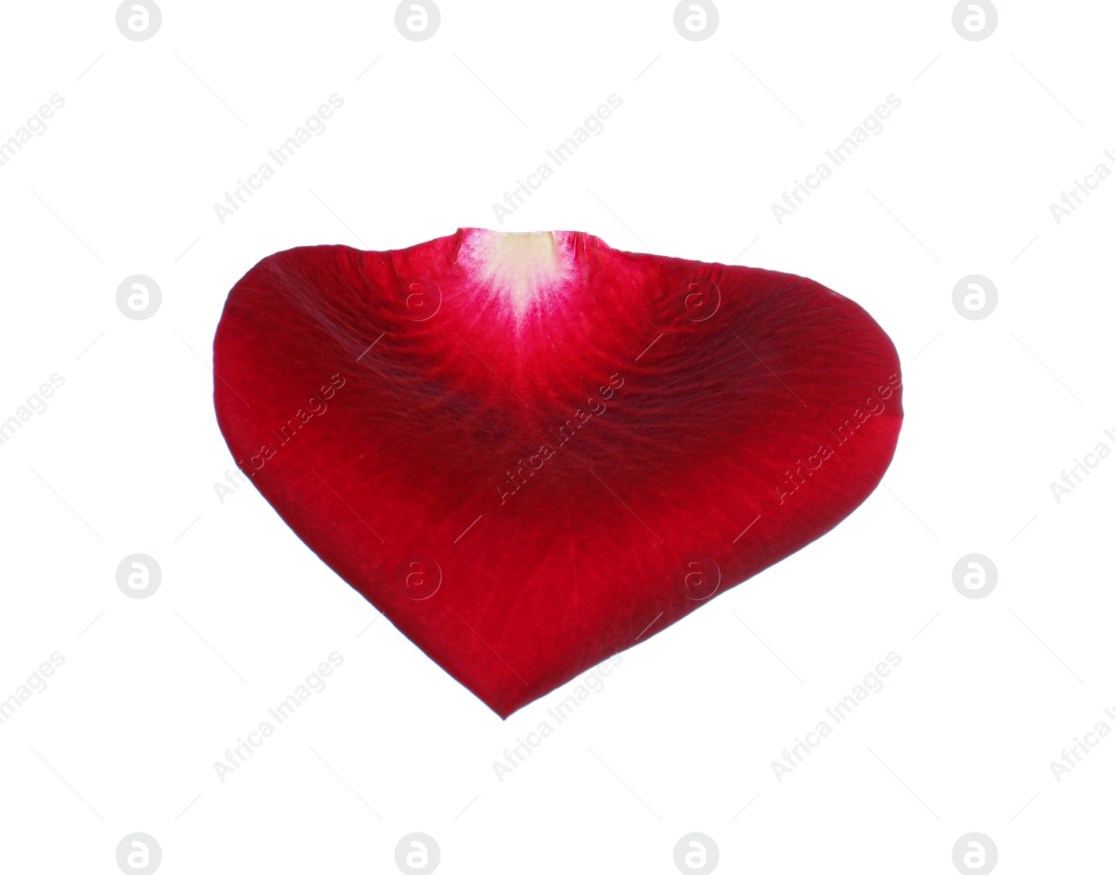 Photo of Red rose flower petal on white background