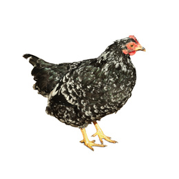 Image of Beautiful chicken on white background. Domestic animal