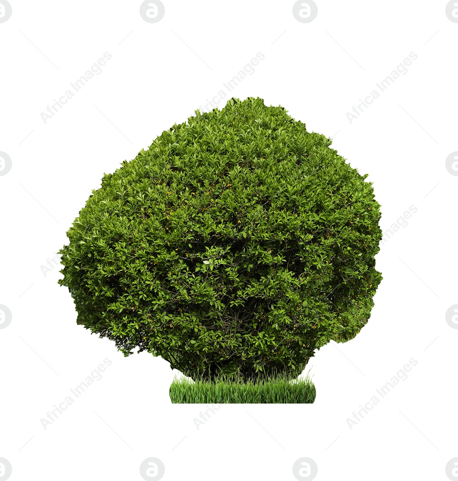 Image of Beautiful shrub with green leaves isolated on white 