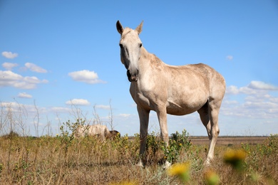 Photo of Grey horse outdoors on sunny day. Beautiful pet