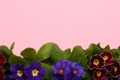 Beautiful primula (primrose) plants with colorful flowers on pink background, flat lay and space for text. Spring blossom