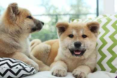 Photo of Adorable Akita Inu puppies on pillows at home
