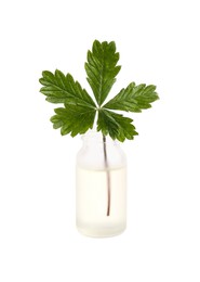 Bottle of essential oil and cinquefoil leaf on white background