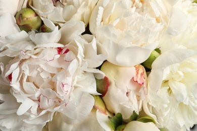 Photo of Fragrant peonies as background, closeup view. Beautiful spring flowers