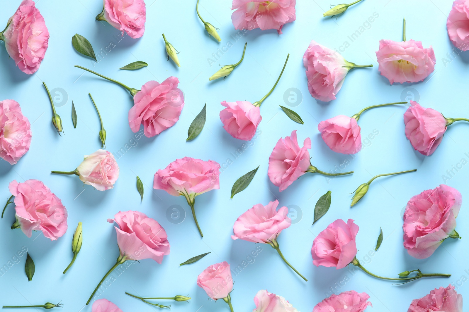 Photo of Flat lay composition with beautiful Eustoma flowers on color background