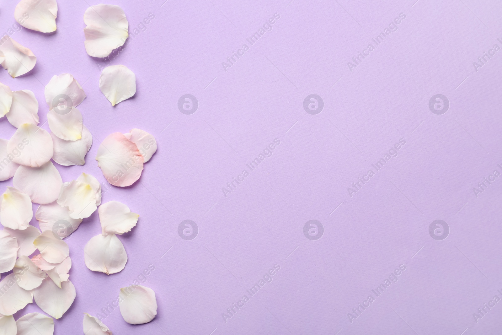 Photo of Beautiful petals on lilac background, flat lay. Space for text