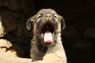 Photo of Stray puppy outdoors on sunny day, closeup. Baby animal