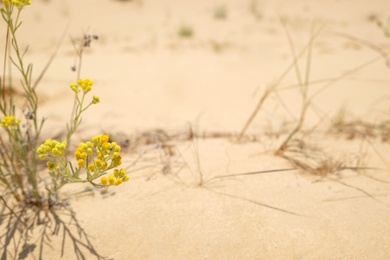 Photo of Beautiful yellow flower growing in sandy desert on sunny day. Space for text