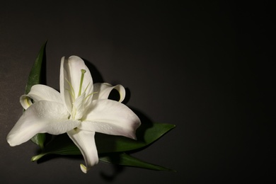 Beautiful lily and space for text on dark background. Funeral flower