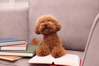 Photo of Cute Maltipoo dog with books on armchair. Lovely pet