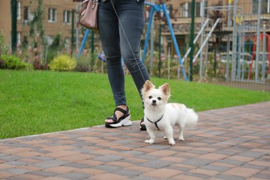 Photo of Woman walking with cute Chihuahua on walkway in park, closeup