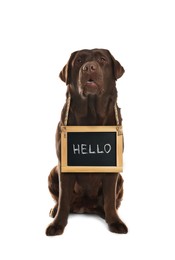 Adorable dog with Hello sign on white background