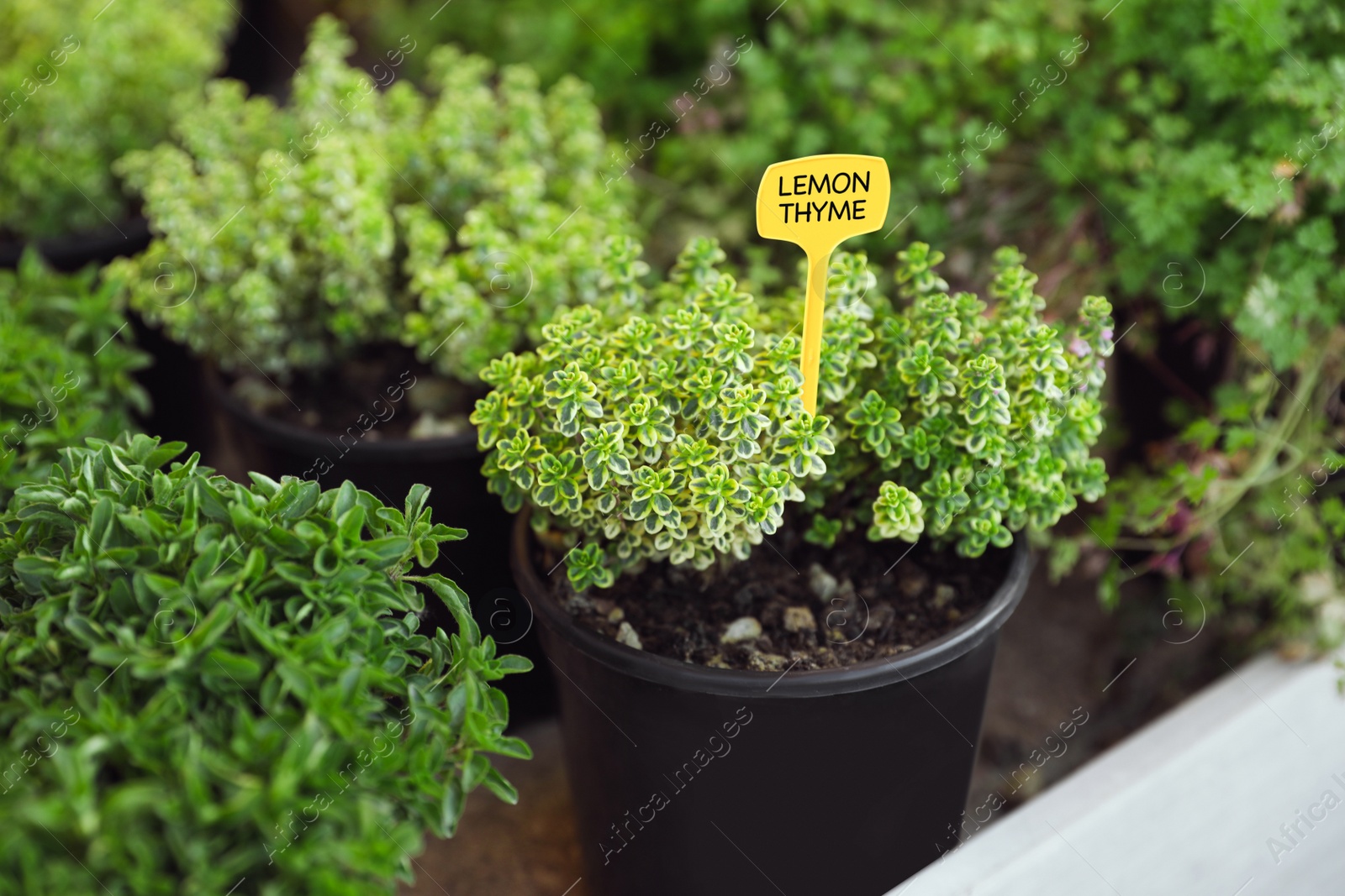 Photo of Potted lemon thyme and oregano plants on table, closeup