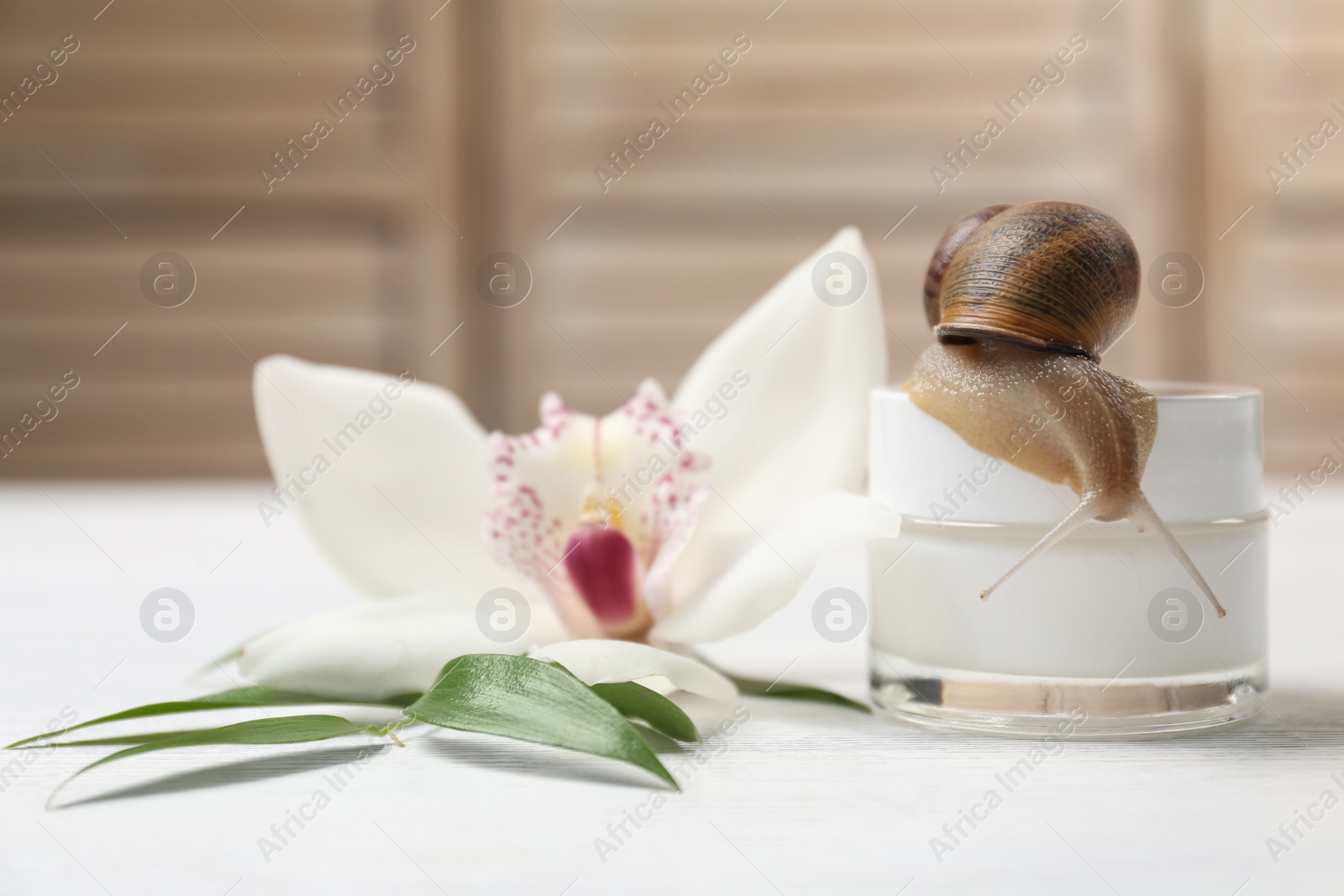 Photo of Snail, jar with cream and green leaves on white table, closeup