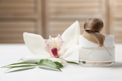 Snail, jar with cream and green leaves on white table, closeup