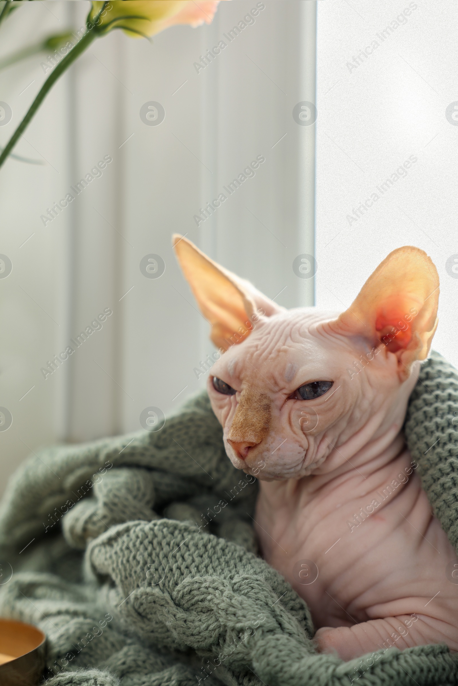 Photo of Beautiful Sphynx cat wrapped in soft blanket near window at home. Lovely pet