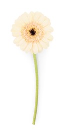 One beautiful tender gerbera flower isolated on white, top view