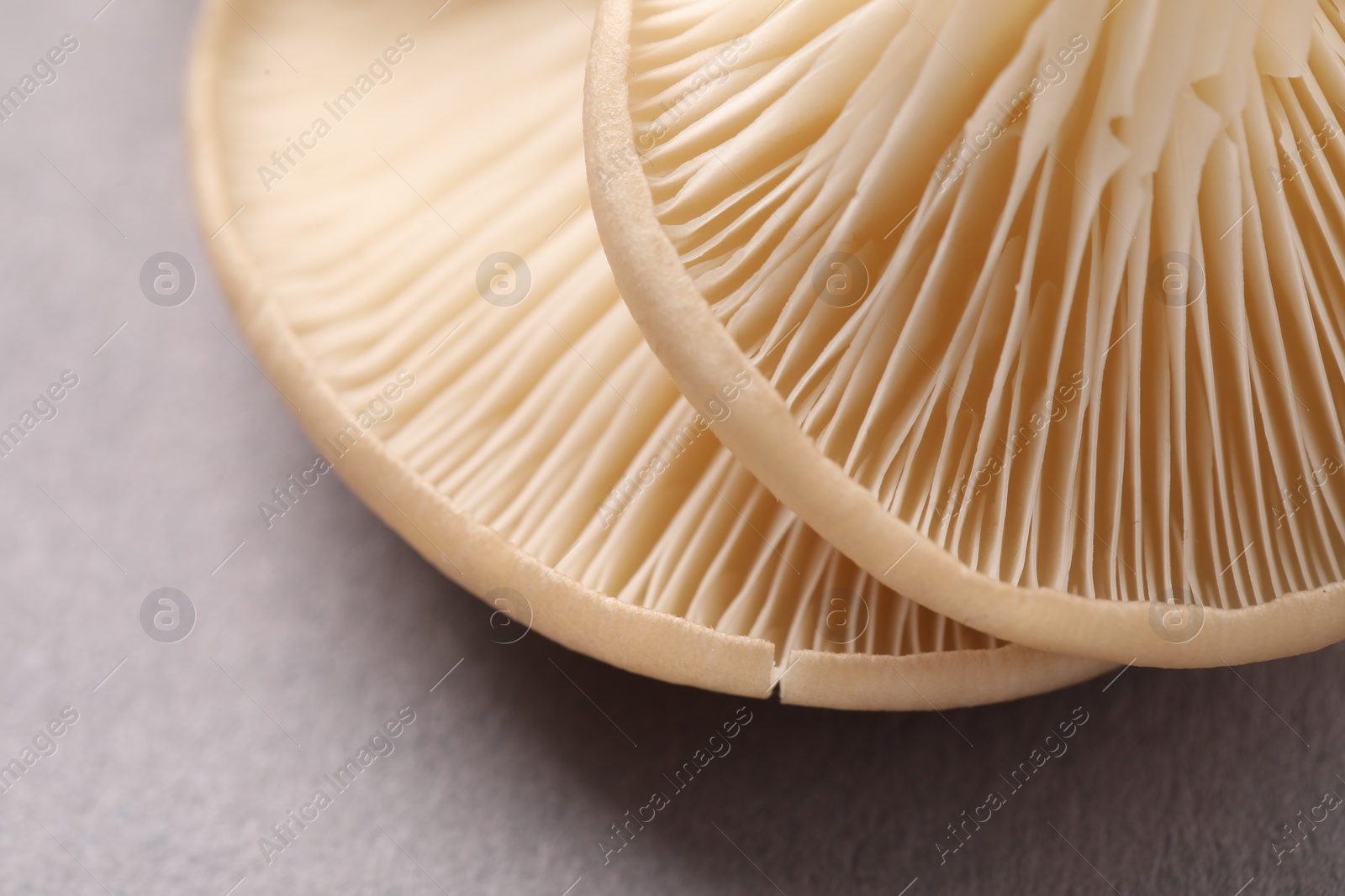 Photo of Fresh oyster mushrooms on grey background, macro view