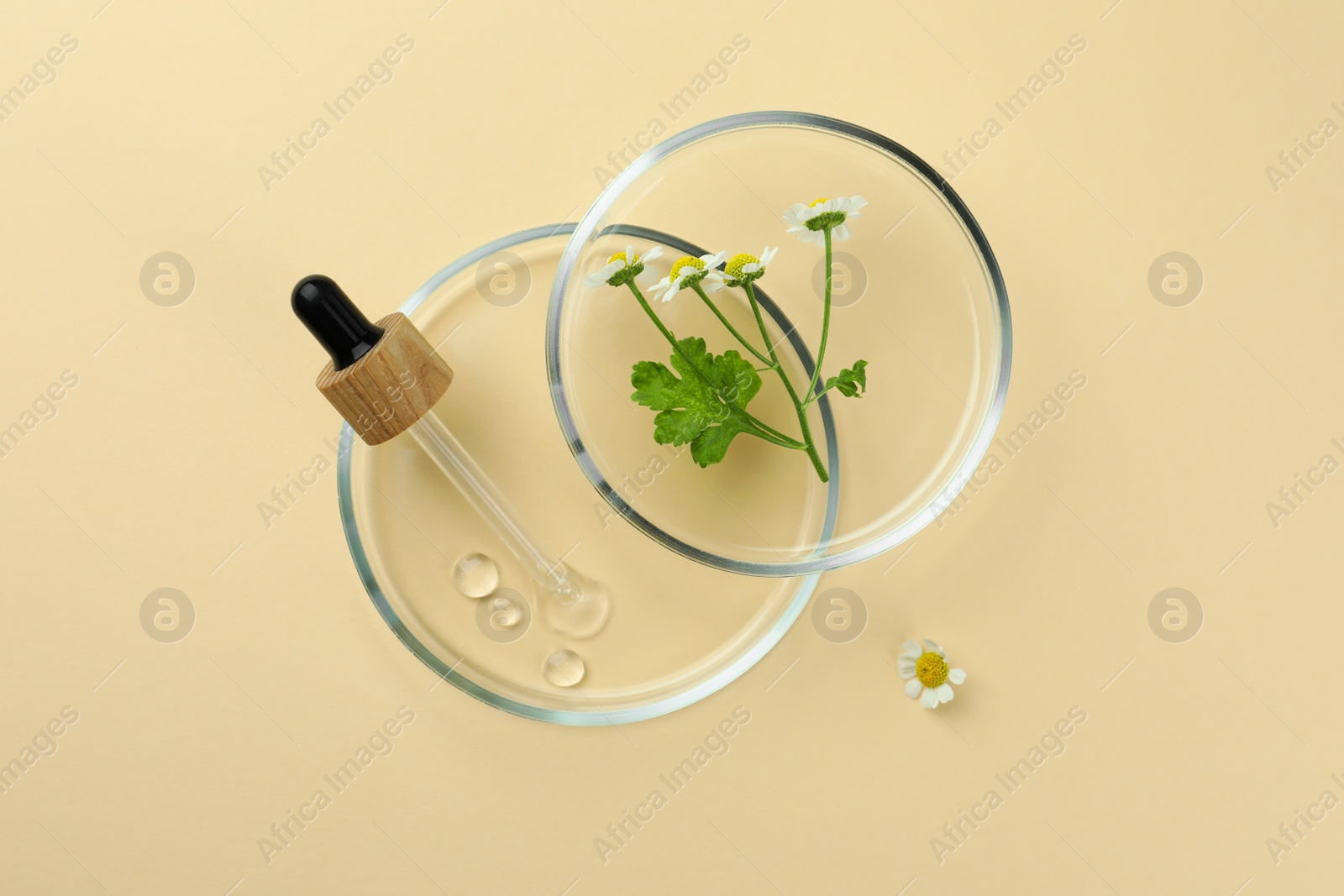 Photo of Petri dishes with chamomile flowers and dropper on beige background, top view