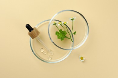 Photo of Petri dishes with chamomile flowers and dropper on beige background, top view
