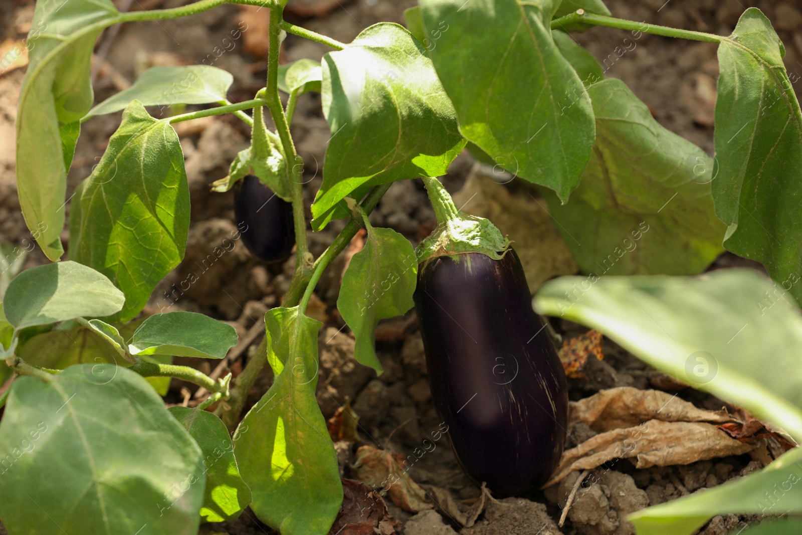 Photo of Small ripe eggplants growing on stem outdoors