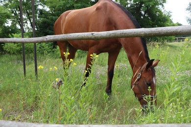 Photo of Beautiful horse grazing on green grass in paddock outdoors