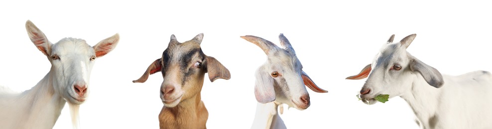 Image of Cute goats isolated on white. Farm animal