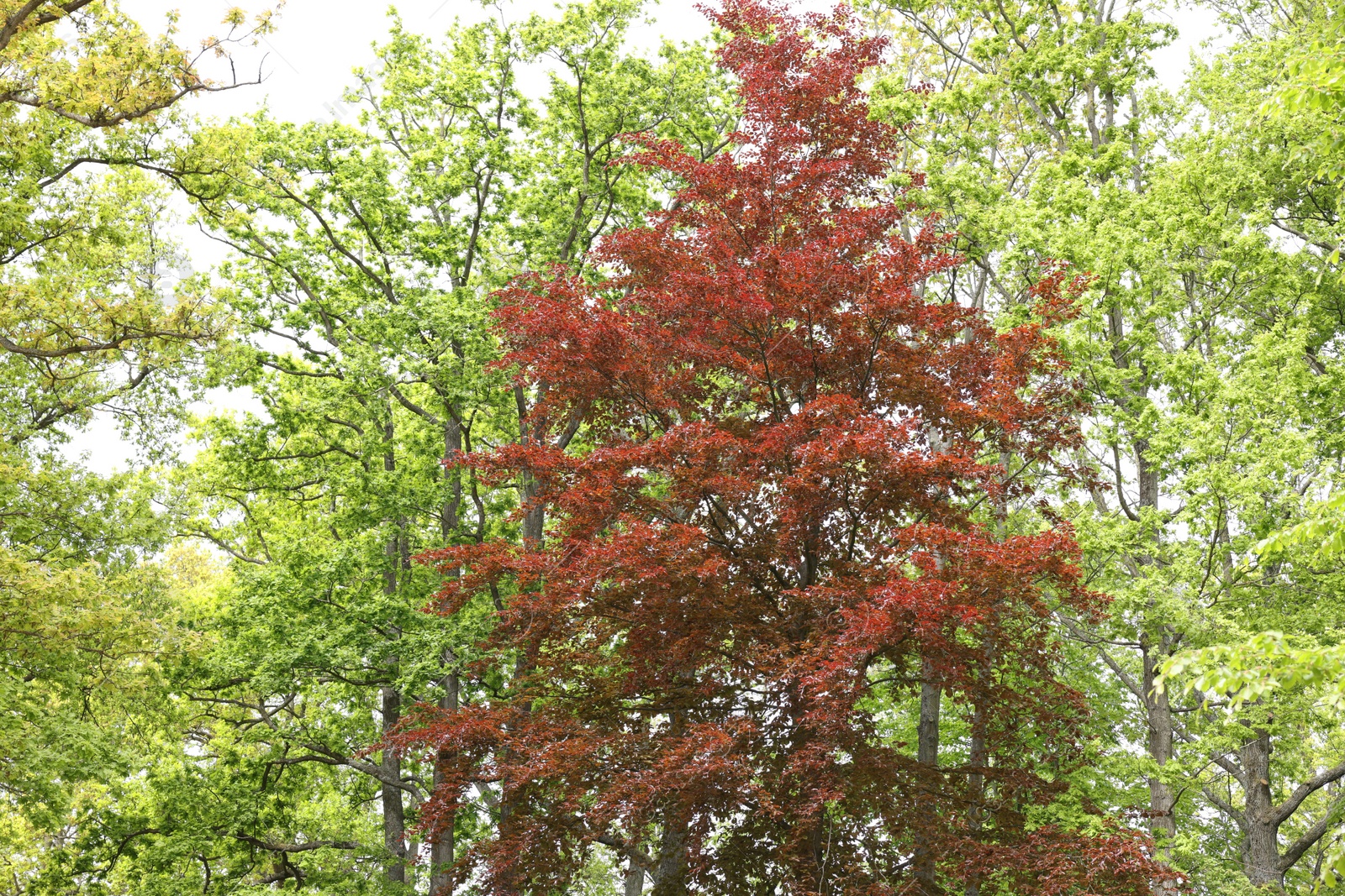 Photo of Many different beautiful trees outdoors. Spring season