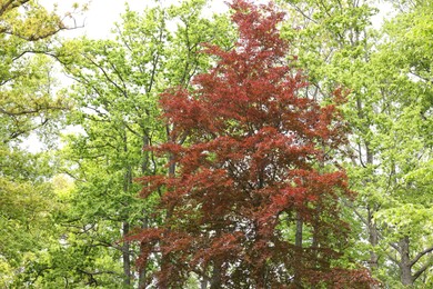 Photo of Many different beautiful trees outdoors. Spring season